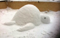 Tortue neige