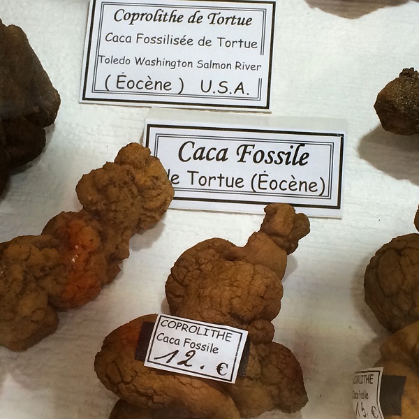 Caca fossilisé