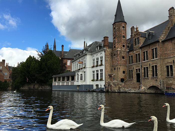 Bruges canaux cignes