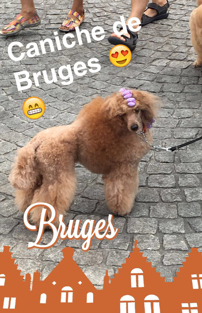 Bruges caniche