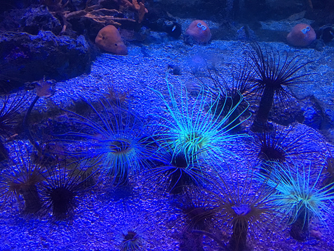 Aquarium la rochelle corail